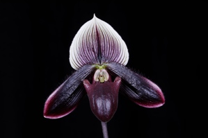 Paphiopedilum Petulas Sensation Ebony Queen HCC/AOS 77 pts.